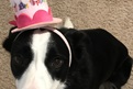 Molly’s dog Lily knows how to rock her birthday hat!
